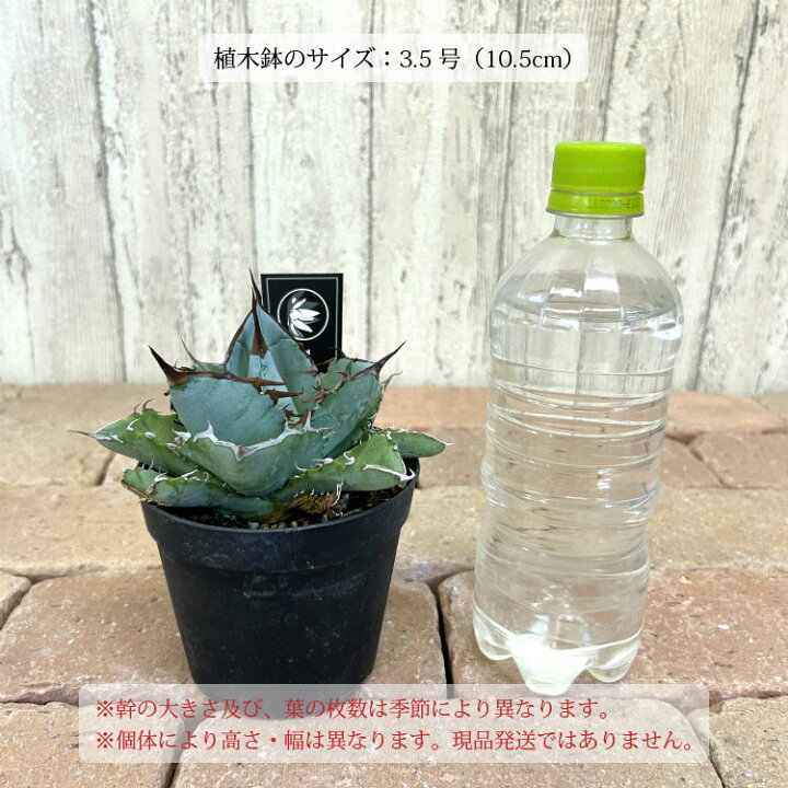 楽天市場】【数量限定】選べる品種 アガベ チタノタ 希少品種 3.5号 