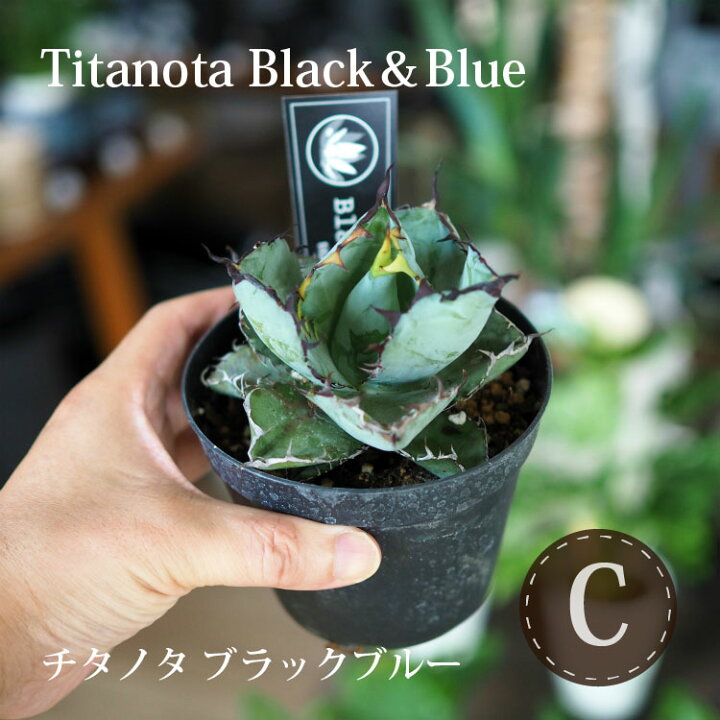 楽天市場】【数量限定】選べる品種 アガベ チタノタ 希少品種 3.5号 