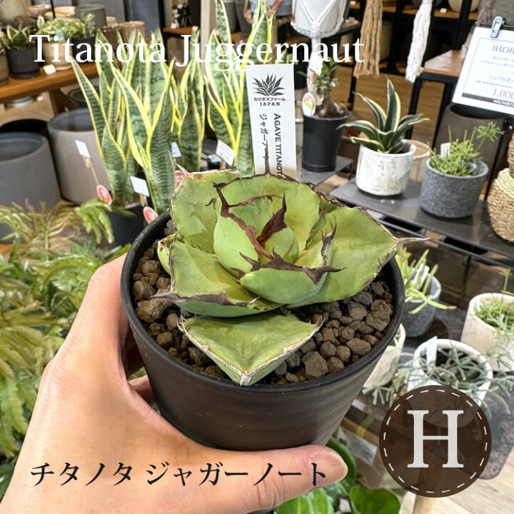 楽天市場】【数量限定】選べる品種 アガベ チタノタ 希少品種 3.5号 