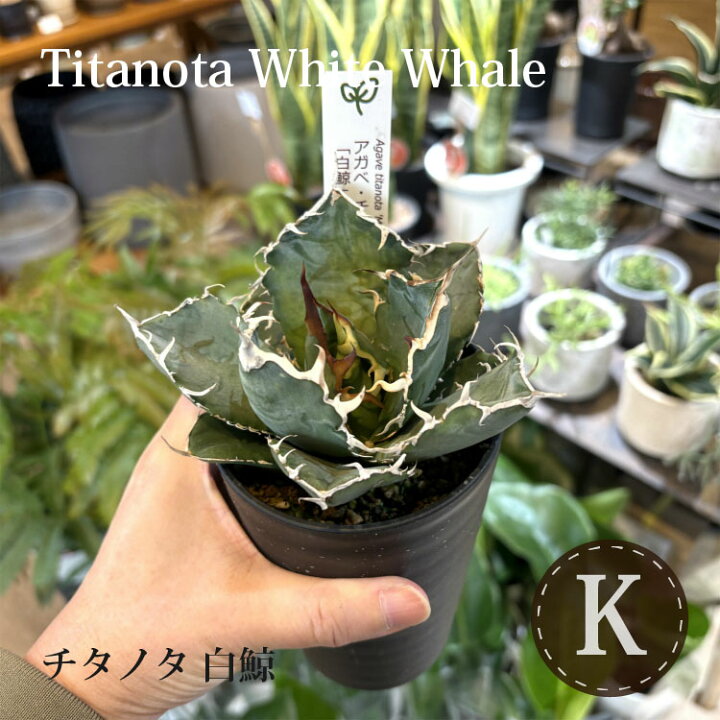 楽天市場】【数量限定】選べる品種 アガベ チタノタ 希少品種 3.5号 