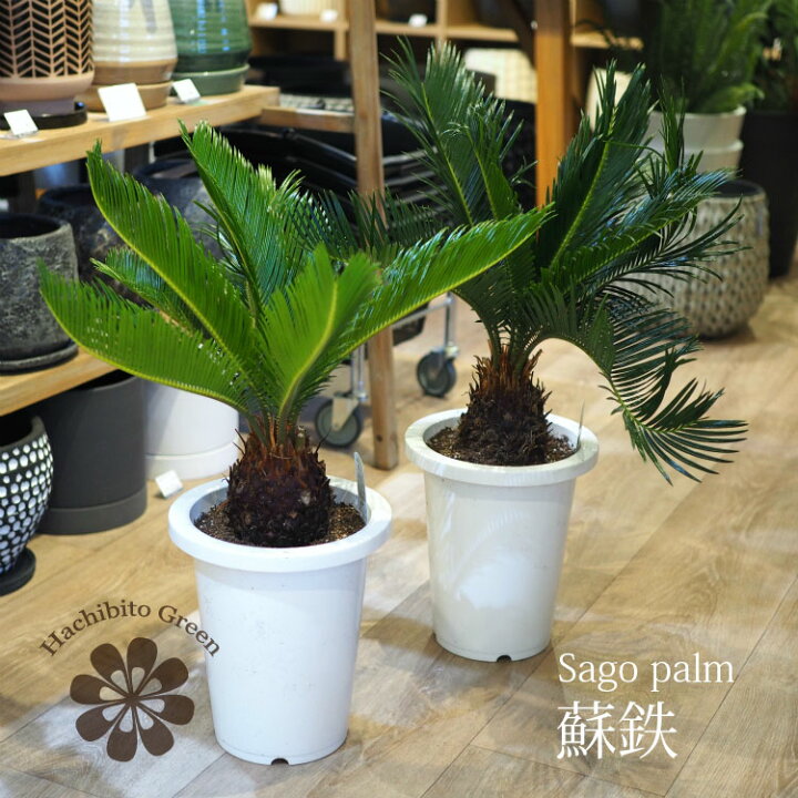楽天市場】【数量限定】一部地域送料無料 蘇鉄 7号 高さ約55～65cm 