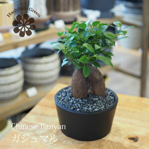 (ꕔn摗) KW} x[VbN[|bg 4.5 K^̖ i 