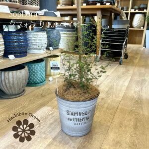 (ꕔn摗) \tH gxCr[ 劔 6.5(20cm) WNK[f|bg ϗtA w̖