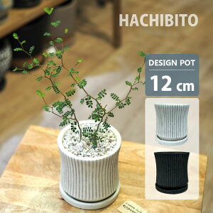 Aؔ  AeB[N C|bg UN479-120 4(12cm) ꌊL 󂯎Mt Zg V_[ ی^ zCg ubN