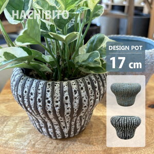 Aؔ  픫 DȃX^C֖ UN417-170 5.5(17cm) uE u[O[