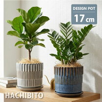 楽天市場】17センチ 植木鉢の通販