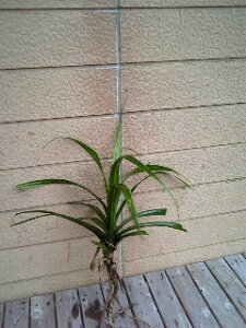 ʁBقǂA܂Bc ^RmLi^R̖؁j̕c @1[gTCYA_Ƃ͕ʎނłB