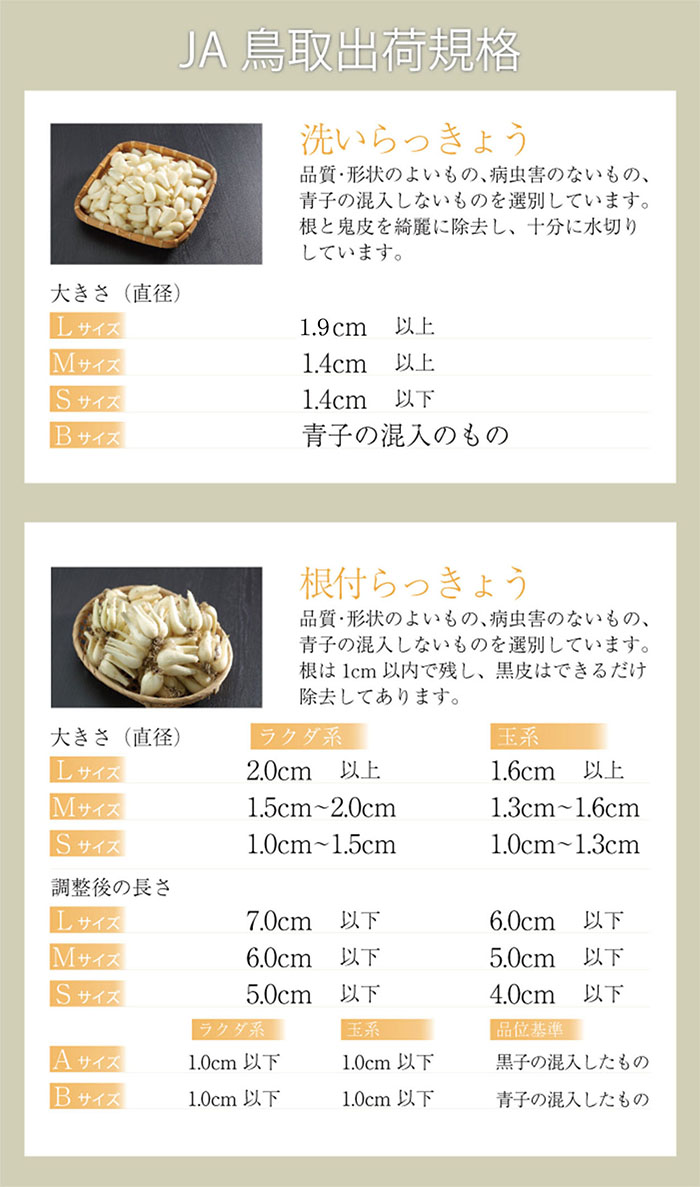 超爆安洗い 砂丘らっきょう 秀品 Lサイズ 鳥取県産 作り方 レシピ付き 5kg 福部産 ＪＡ鳥取いなば らっきょ 野菜・きのこ 