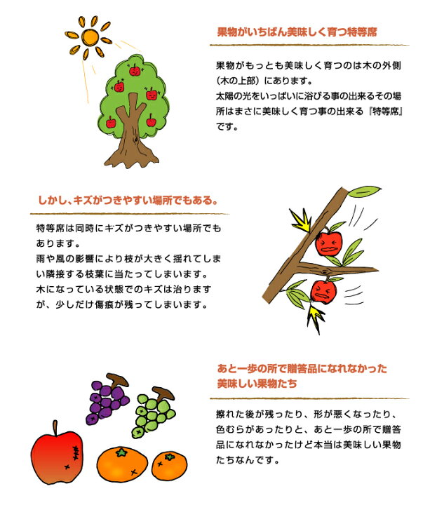 楽天市場 みかん あまくさ 天草 訳あり 2l Sサイズ 2 5kg 紅まどんなの親品種 Jaえひめ中央 中島産 蜜柑 ミカン お年賀 ギフト お取り寄せ はちやフルーツ楽天市場店
