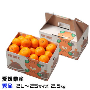 Ε ݂ Q݂ Gi 2L`2STCY 2.5kg ݂񔠓 QY ~J  Mtg