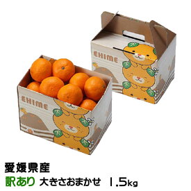 みかん 愛媛みかん 訳あり 大きさおまかせ 1.5kg みきゃん箱入り 愛媛県産 ミカン 蜜柑 ギフト