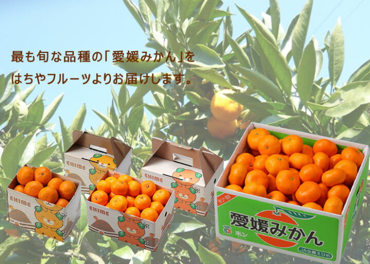 みかん　愛媛みかん9kg-贈答用 愛媛県産 みやうちいよかん ギフト用9kg - 愛媛県産 みやうちいよかん