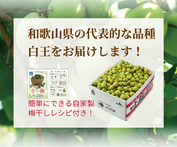 梅 紀州小梅 白王 秀品 2Lサイズ 4kg JA紀南 和歌山県産 レシピ付き 梅干し用 生梅 うめ ウメ はちやフルーツ 小梅 品種大きさ産地お任せ 秀品 約4kg 白王 竜峡 甲州 七折 他 梅 うめぼし 梅酒 梅ジュース 梅ソーダ 生梅 予約5 16-6 10の間で発送