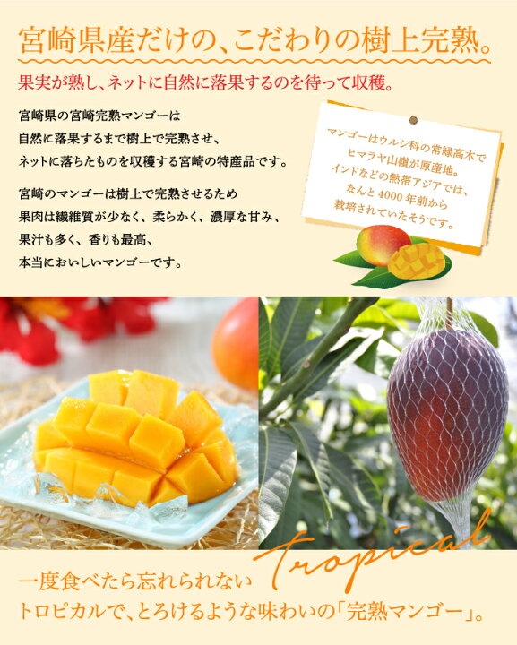 楽天市場】〇マンゴー みやざき完熟マンゴー 赤秀 4Lサイズ 500g以上×3 