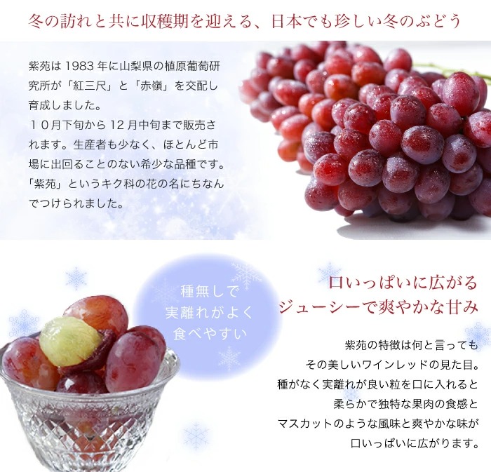 お歳暮　ぶどう　紫苑　3〜6房　2kg　岡山県産　葡萄　ＪＡおかやま　ブドウ　しえん　赤秀