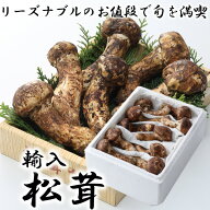 松茸 秀品 つぼみ〜開き 大きさおまかせ 約500g 産地厳選 アメリカ トルコ カナダ 中国 まつたけ マツタケ
