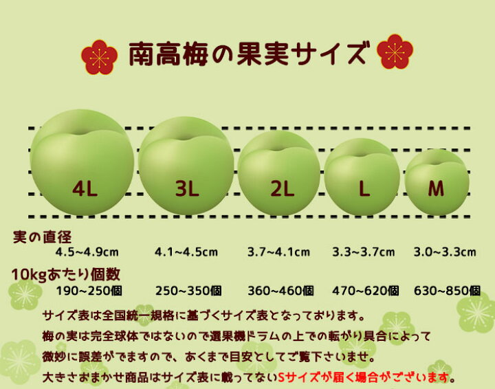 楽天市場】梅 紀州 南高梅 和歌山県産 秀品 2Lサイズ 10kg うめ 生梅 