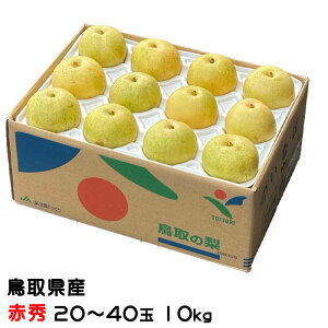  20I ԏG 20`40 10kg 挧Y Ȃ iV