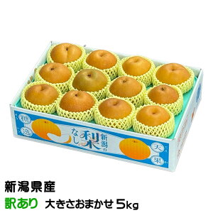 �� �V�� ���񂨂� ������Ɩ󂠂� �傫�����܂��� 5kg �V�����Y �Ȃ� �i�V