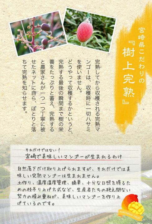 楽天市場】〇マンゴー 太陽のタマゴ 赤秀 4L 500g以上×2玉 JA宮崎 