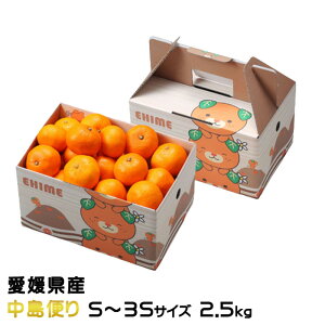 Ε ݂ Ɏ|ʂ݂ ւ S`3STCY 2.5kg x12xȏ QY ~J  Mtg