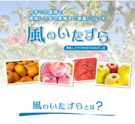 楽天市場 さつまいも 紅はるか 訳あり 大きさおまかせ 2kg 熊本県 大津産 Ja菊池 べにはるか 蜜芋 はちやフルーツ楽天市場店