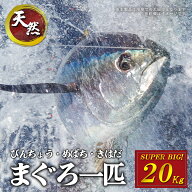 焼津 海の極 国産 マグロ まるごと 一匹 20kg 巨大鮪 マル 冷凍 海鮮丼 刺身 寿司 漬け丼 海伸 本場の海…