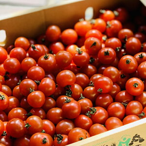 ミニトマト パック 食品の通販 価格比較 価格 Com