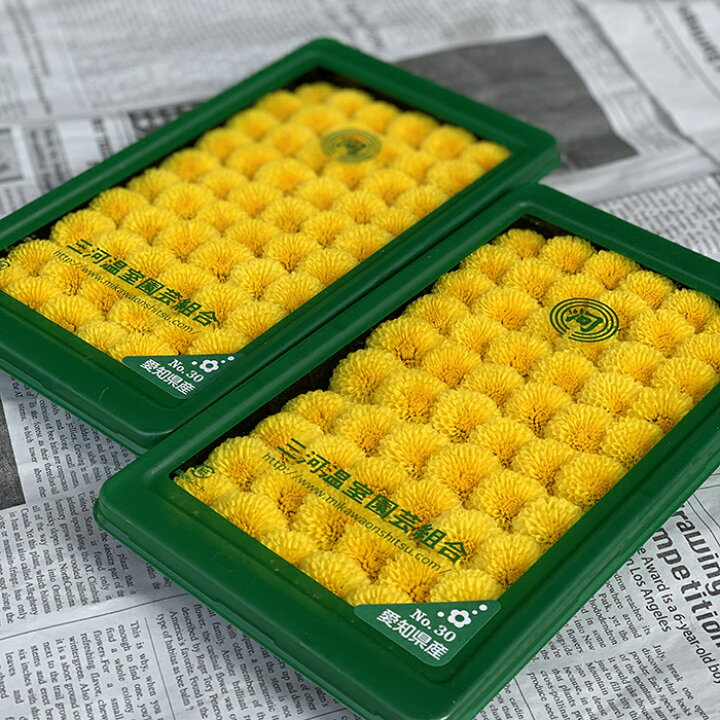 楽天市場 菊花 1pac 菊の花 あしらい 飾り 彩り 野菜 新鮮野菜 刺身 新鮮野菜とフルーツのお店 旬屋 楽天市場 菊花 1pac 菊の花 あしらい 飾り 彩り 野菜 新鮮野菜 刺身 新鮮野菜とフルーツのお店 旬屋