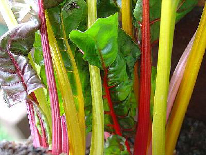 楽天市場 スイスチャード 1束 不断草 フダンソウ カラフル サラダ 鮮やか インスタ映え めずらしい野菜 新鮮野菜とフルーツのお店 旬屋