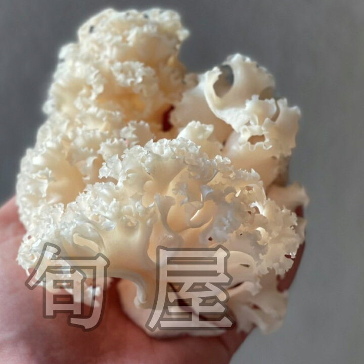 楽天市場】ハナビラタケ 1PAC（100g前後）【ホホホタケ／花びら茸/幻の 