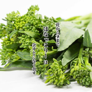 y׌̂ߓ׎̂͂łz͂Ȃ[ 1pbNy ߂炵 ~̖  Pi  Y {Y Yz