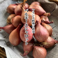 【1kgセットから送料無料】ベルギーエシャロット 約500g〜5kg 【新鮮野菜　珍しい野菜　野菜　やさい　珍…