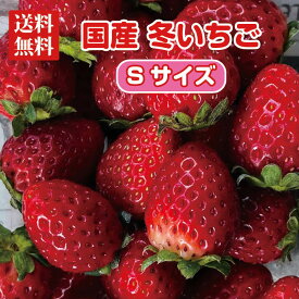 【送料無料】国産 冬いちご Sサイズ 1〜8パック【1パックあたり約270g・30粒前後】【1粒2.8〜3cm程度】【あまおう・とちあいか・とちおとめ・古都華などおまかせ】 苺 イチゴ 果物 フルーツ ギフト ストロベリー 業務用 ケーキ作り イチゴ