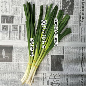 tɂɂ 1ytjjN  ߂炵 ς X^~i e N ؗz