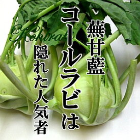 コールラビ　1個(400g前後)　【野菜　珍しい野菜　イタリア野菜　旬の野菜　ヴィーガン　新鮮野菜　珍しい野菜　野菜　やさい　珍しい　変わった野菜　おいしい　インスタ映え　綺麗　彩　あしらい　飾り　アクセント　料理】】