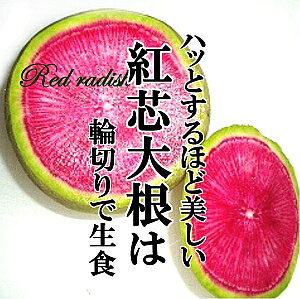 yyV1ʎ܁Izgc卪 @1ygS卪 g卪  FN₩ Ԃ卪  CX^f Pi  z