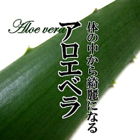 アロエベラ 1本 【食用 アロエエキス ジュース刺身 珍しい野菜 お取り寄せ】