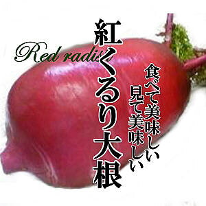 g卪 1{@yԑ卪/g卪/VN///₳//ς//CX^f/Y//炢//ANZg//Ԃ卪/N₩/z