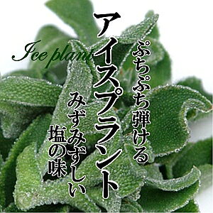 ACXvg 1PAC @70gyՂՂH@ق̂ȉ@T_@ThCb`Ɂ@VN؁@؁@؁@₳@@ς؁@@CX^f@Y@ʁ@