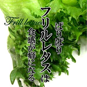 �t�������^�X 1�� �t�����A�C�X ���[�t���^�X �T���_ �ʂ� �N�₩ �C���X�^�f��