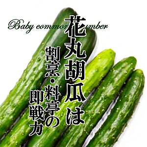 ԊیӉZ 1PACyBȆ́@炩Ȃイ@ЂɃsb^@VN؁@؁@؁@₳@@ς؁@@CX^f@Y@ʁ@