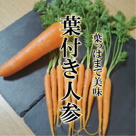 葉付きにんじん 1パック【5〜10本 葉付き人参 ニンジン お取り寄せ 単品 野菜 新鮮 インスタ映え おしゃ…