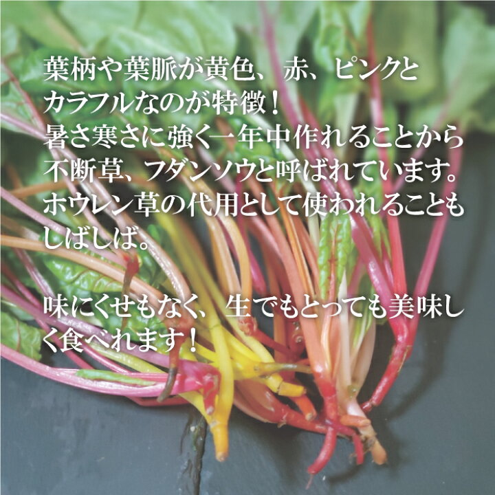 楽天市場 スイスチャード 1束 不断草 フダンソウ カラフル サラダ 鮮やか インスタ映え めずらしい野菜 新鮮野菜とフルーツのお店 旬屋