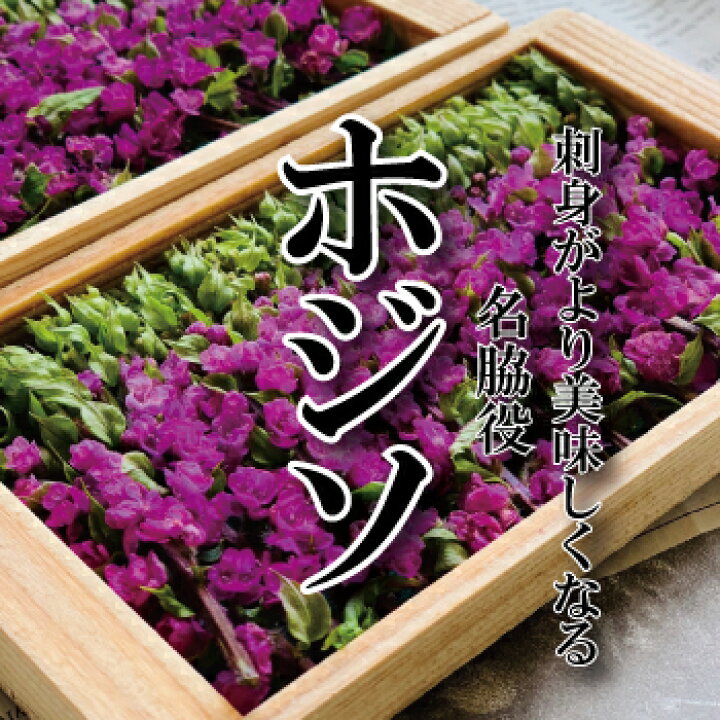 楽天市場 プロが厳選する 穂紫蘇 1枚 約本 ホジソ ほじそ 花穂 はなほじそ しそ 野菜セットと同時注文で送料無料 刺身のつまや天ぷら 塩漬けにオススメ 新鮮野菜とフルーツのお店 旬屋