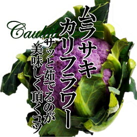 紫カリフラワー 1個【お取り寄せ 単品 野菜 国産 日本産 国内産 新鮮 美味しい 珍しい野菜 めずらしい インスタ映え おしゃれ】
