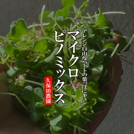 マイクロピノミックス　1PAC（約15g）【久保田農園　福岡県産　飾り　あしらい　ハーブ　野菜　珍しい野菜】