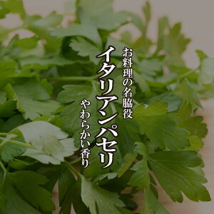 �C�^���A���p�Z�� 1�p�b�N �p�[�X���[ �n�[�u �ʂ� �T���_ �p�X�^