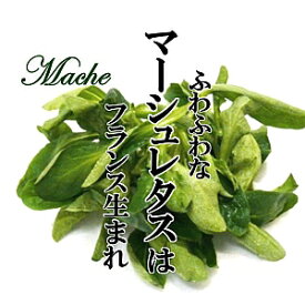 マーシュレタス 1PAC（20〜30g） 【ノヂシャ コーンサラダ サラダ めずらしい野菜】
