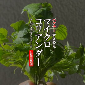 マイクロコリアンダー　1PAC　約15g【久保田農園　福岡県産　パクチー　コリアンダー　野菜　珍しい野菜】